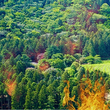 Forest Fire Detection